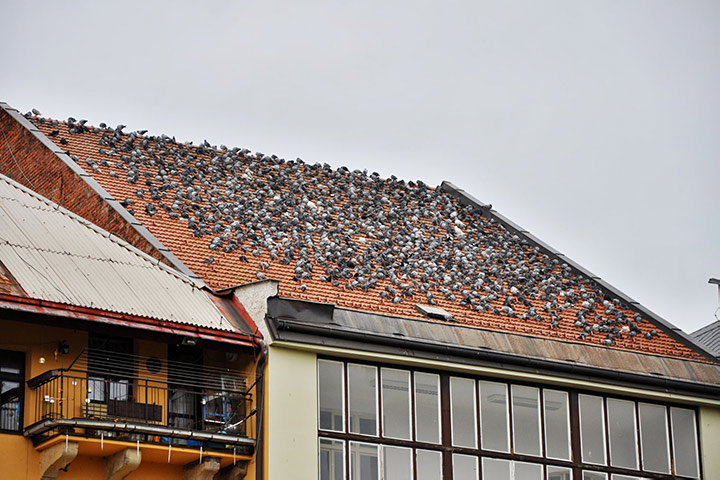 A2B Pest Control are able to install spikes to deter birds from roofs in Ealing. 