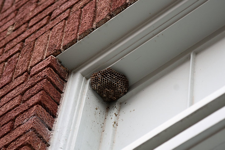 We provide a wasp nest removal service for domestic and commercial properties in Ealing.